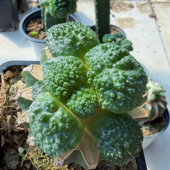 无花朵844无毛丸叶菜花牡丹东一