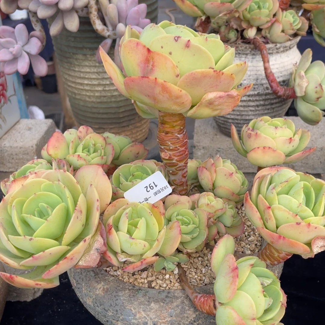 192碧桃群生多肉植物老桩