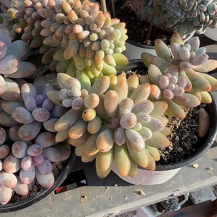 墨***璃青蛙王子儿童牙膏11