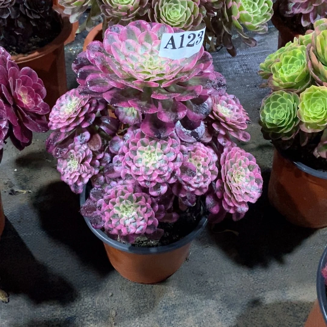 嫩桩红铜白123多肉法师