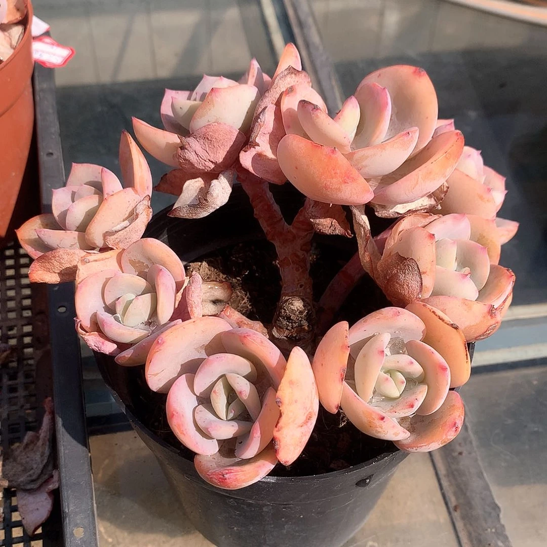 白凤多肉植物一颗