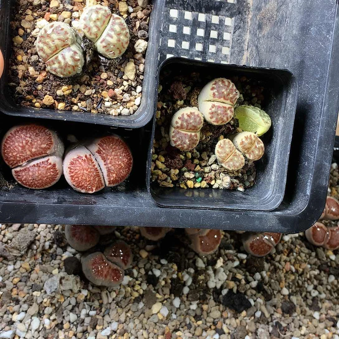 菲*G391多肉植物保护研究所