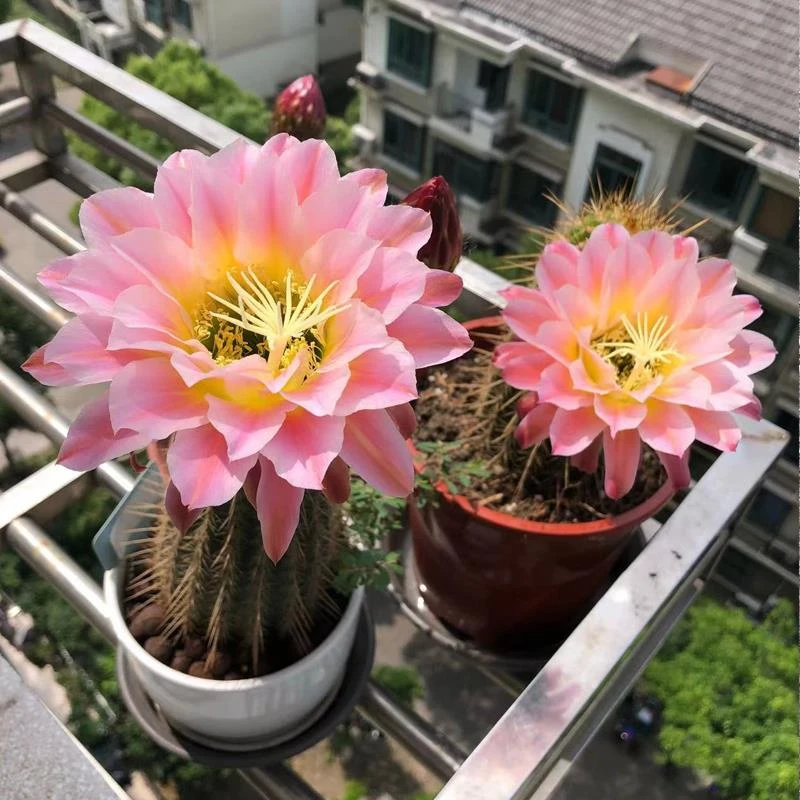 品牌折扣【曙光】毛花柱仙人球经典品种仙人掌多肉植物盆栽阳台庭