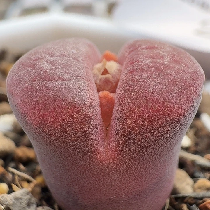 263 绒窗大红风铃肉锥。