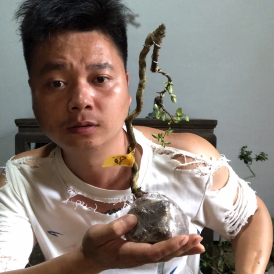 无花朵盆景素材盆栽