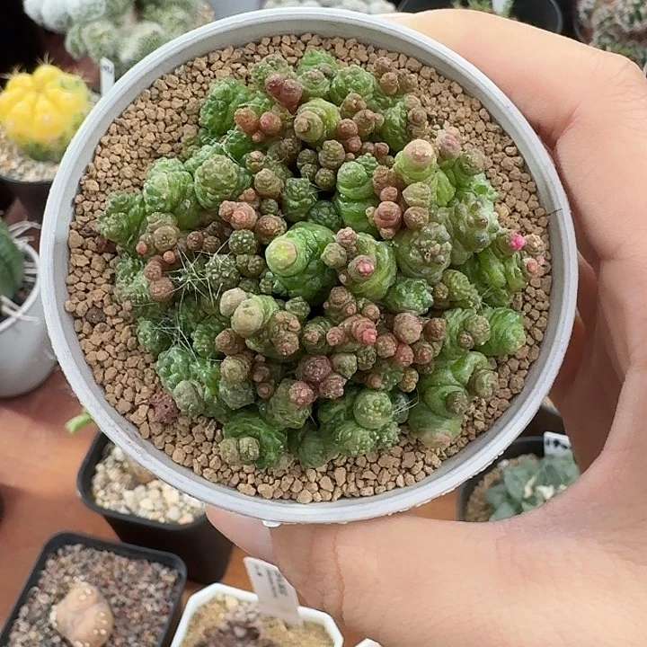貓***尐高莎一点红仙人球12