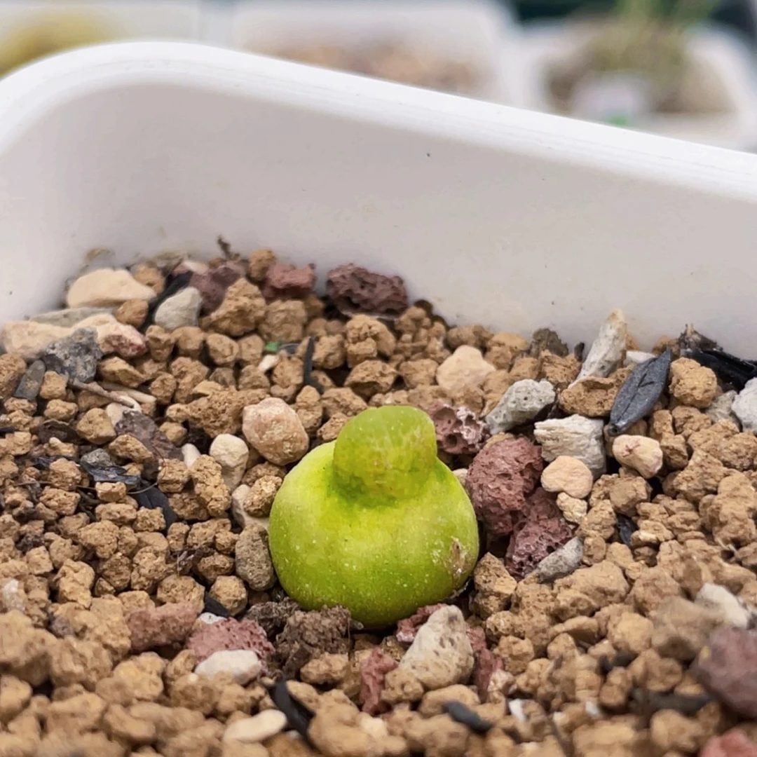 小葫芦植物一物一拍