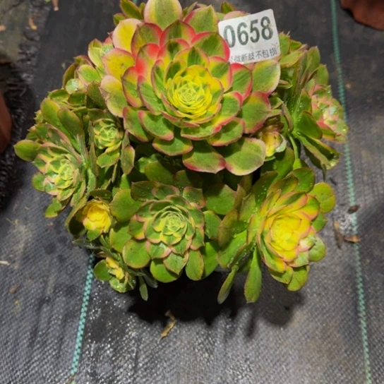 海鲜0658888888888