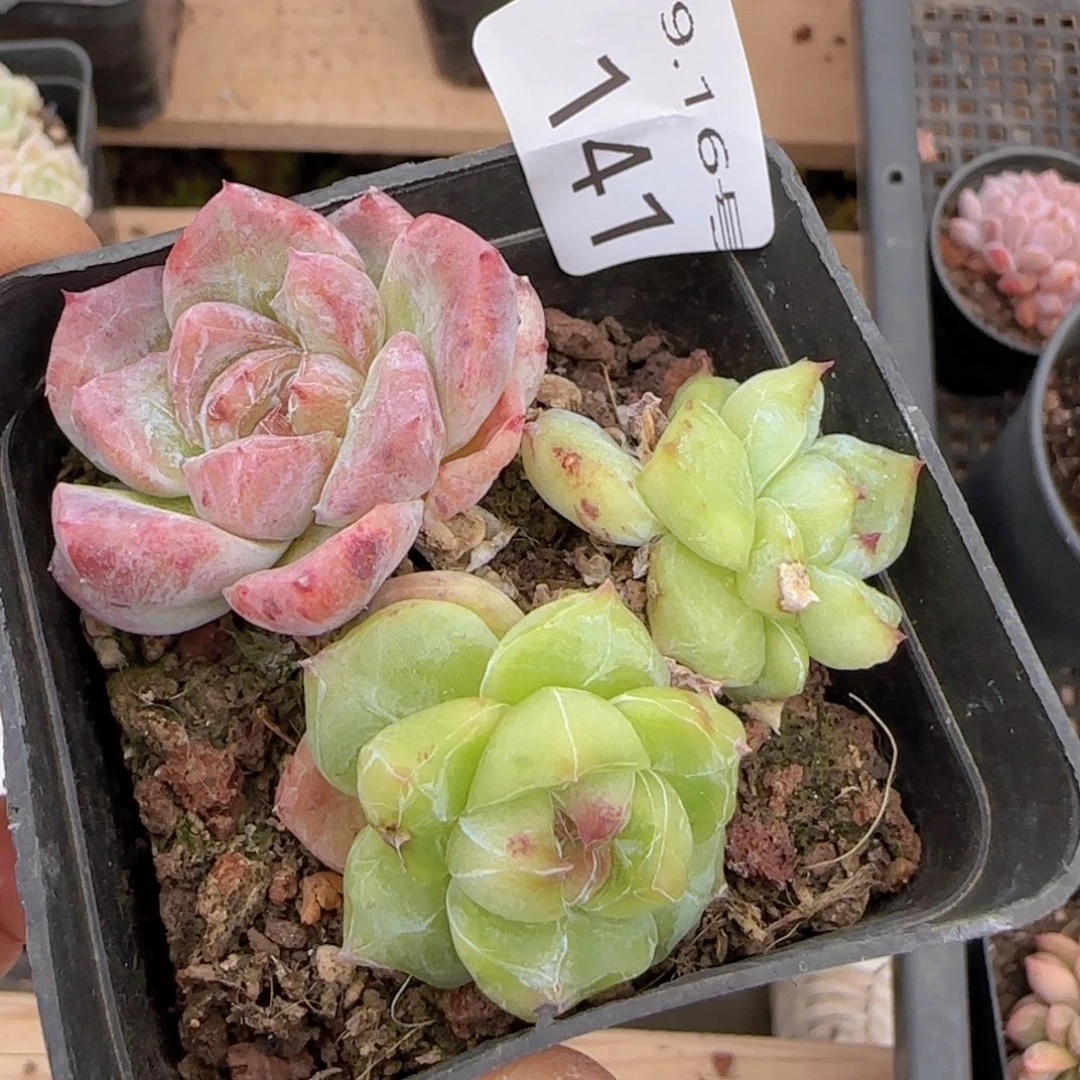 白泽石化一颗脱土发货