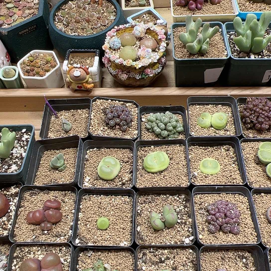 【闪购商品】?****！271 带盆