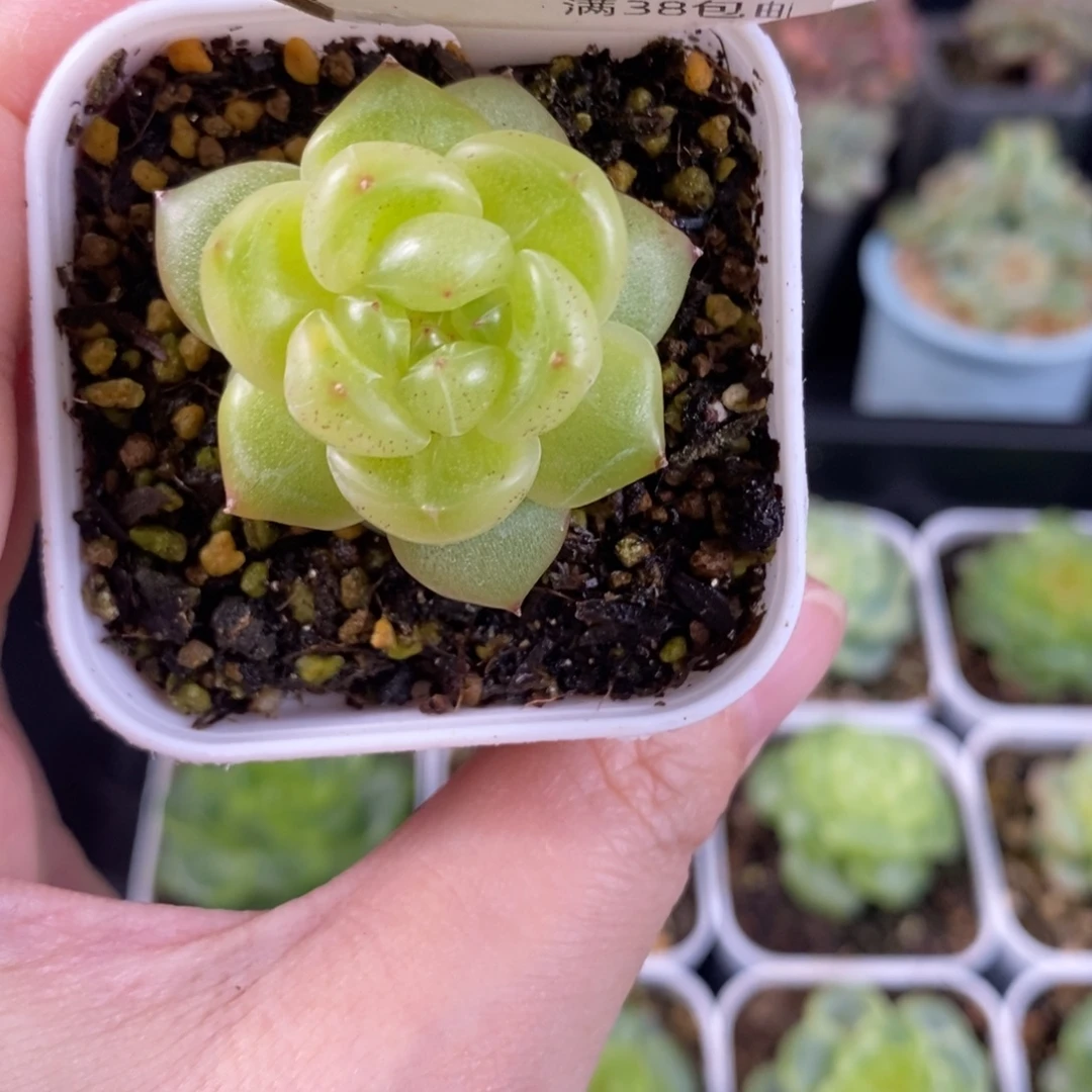 种播珍妮单头一颗199号