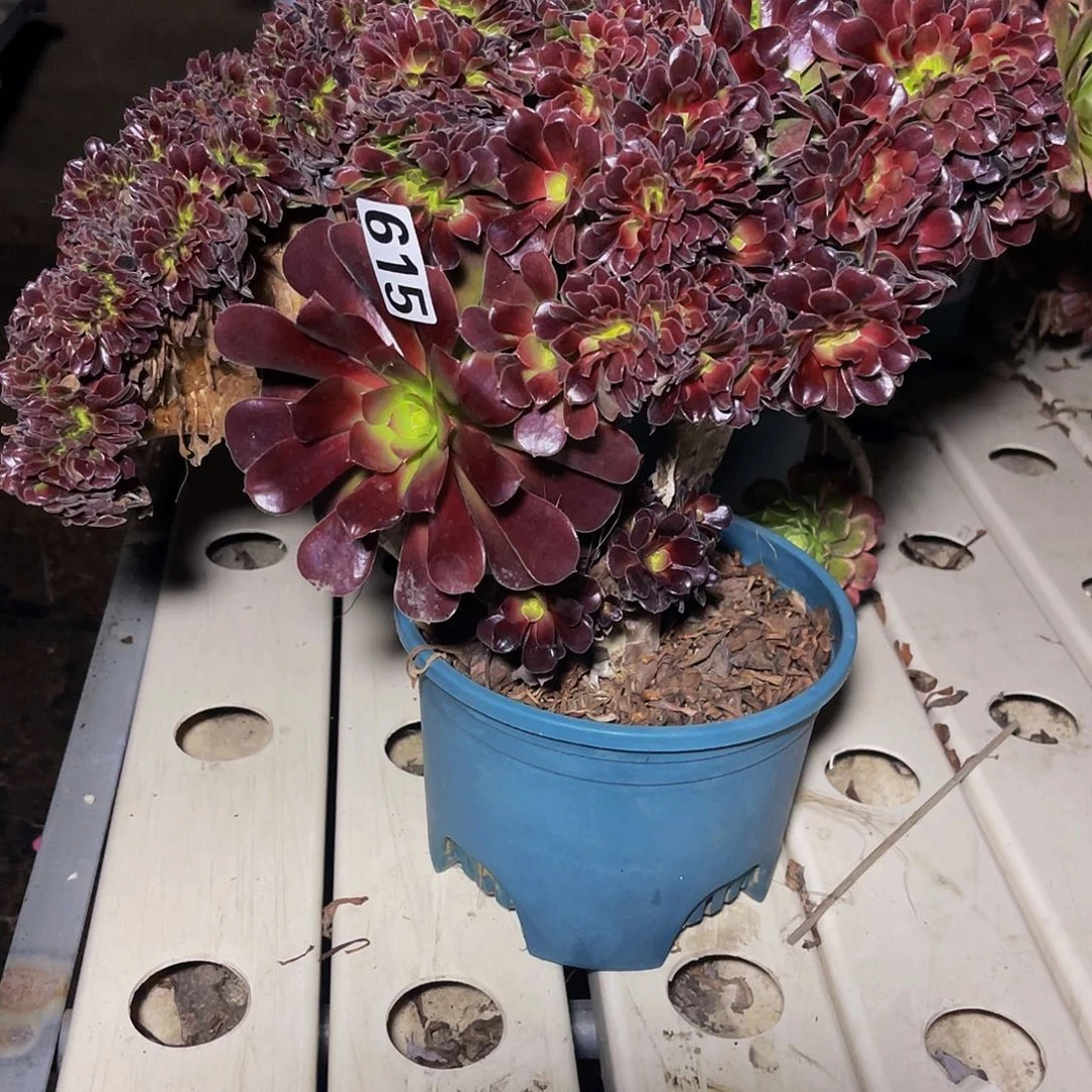 法师法师7-26包邮法师