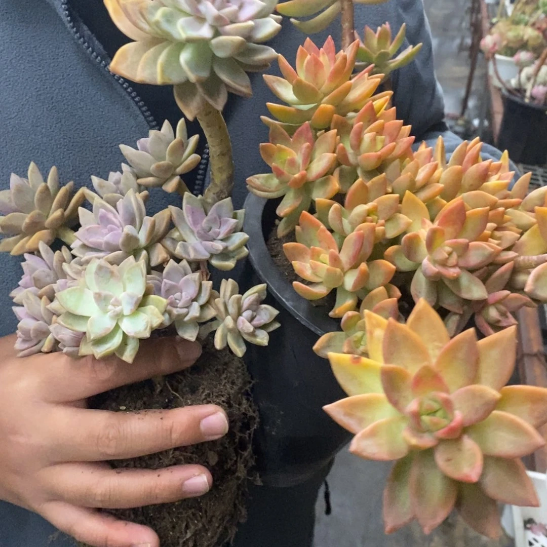 一盆布丁，一盆淡雪