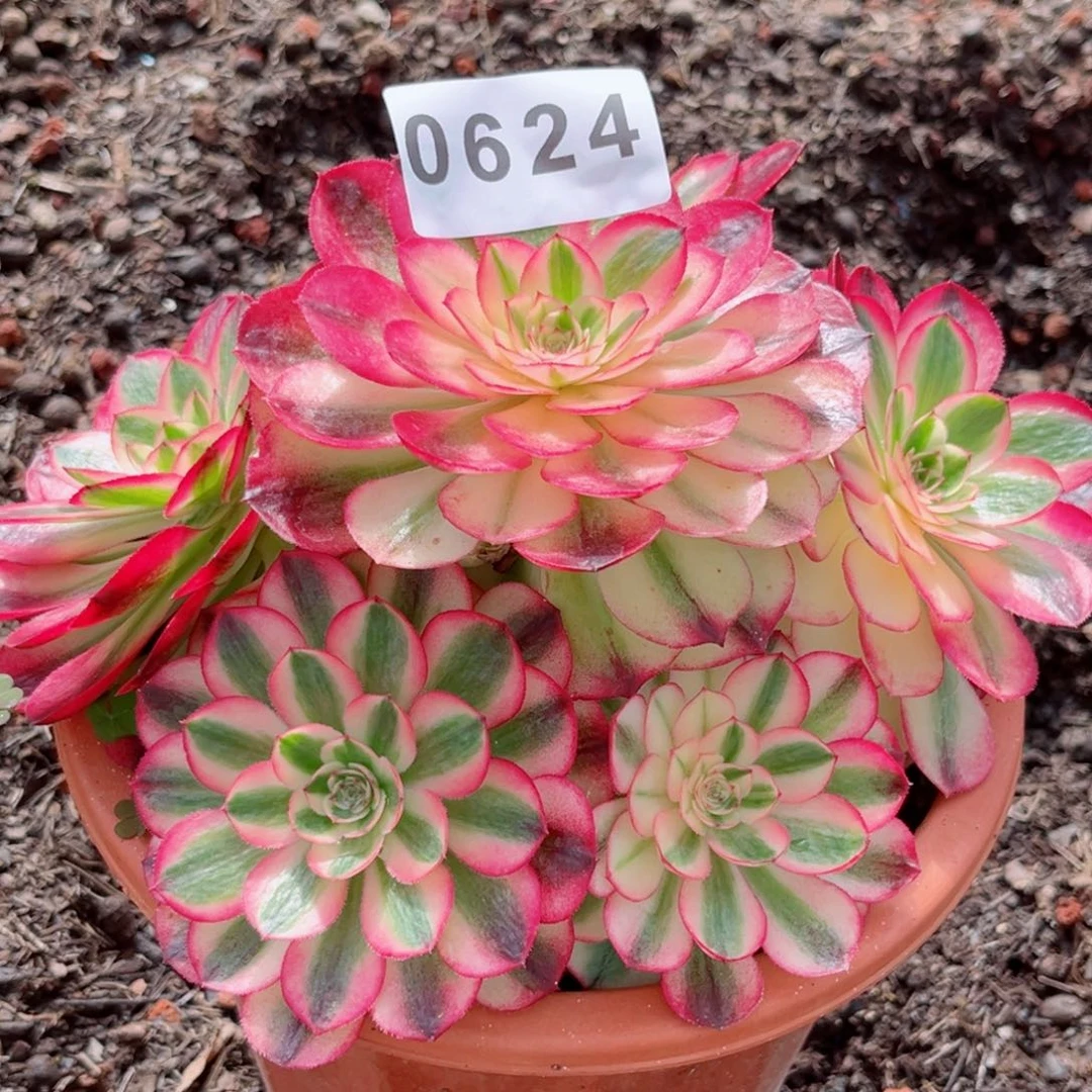 荔枝捧花多肉发货