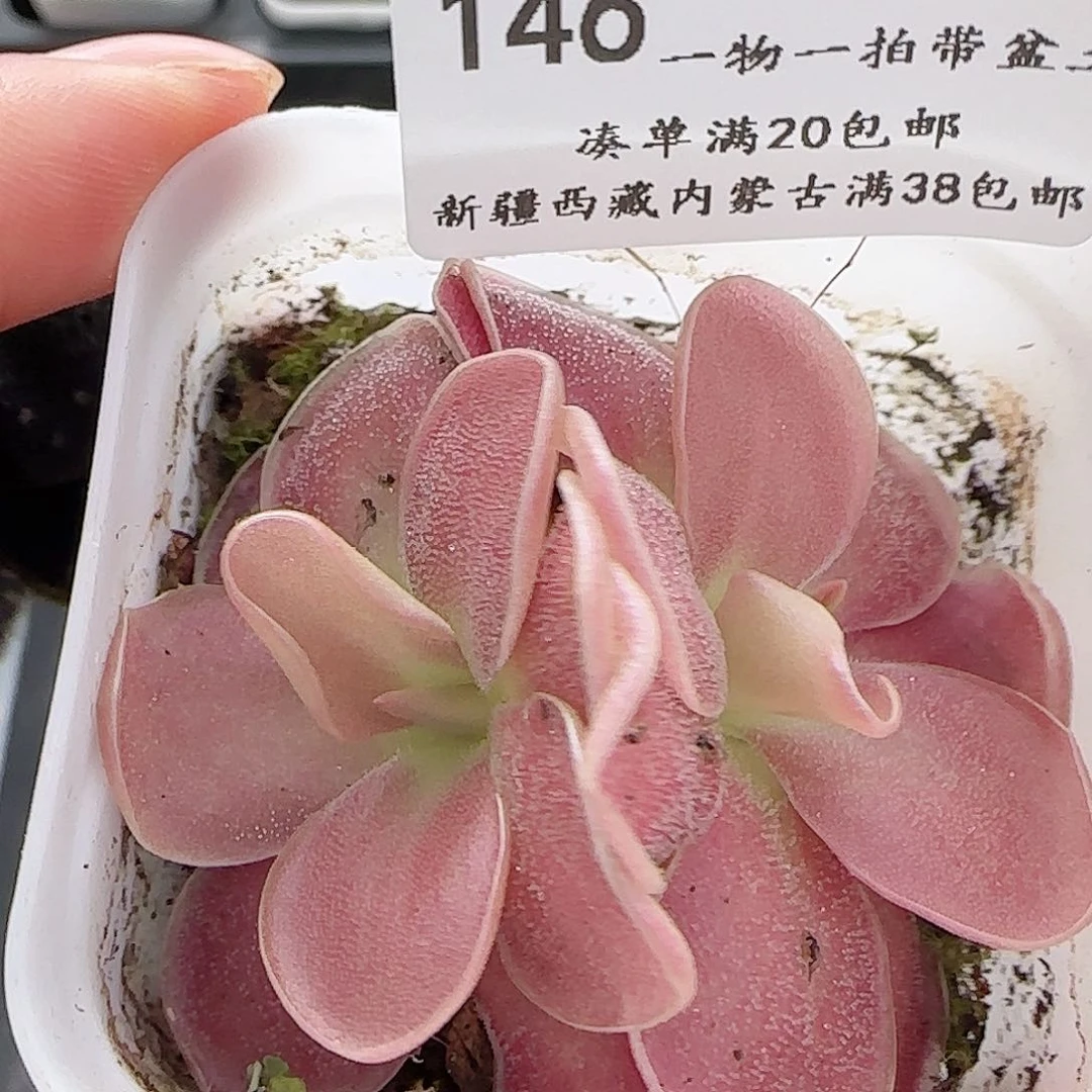 多肉0625-146赛题捕虫堇