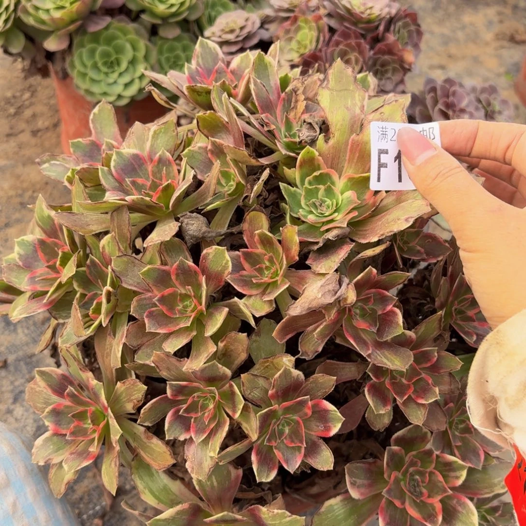 165多肉植物捧花的