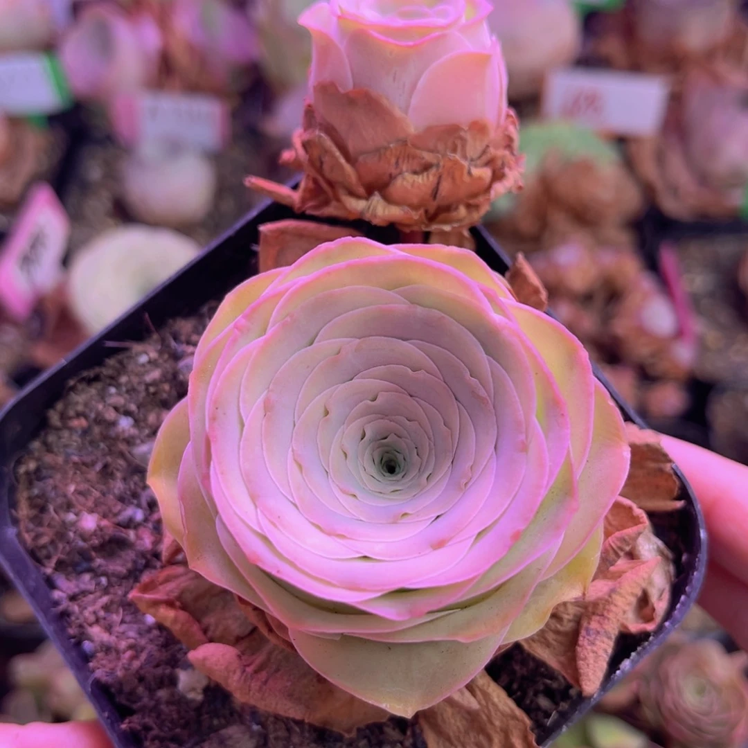 山地玫瑰脱土裸根发货239