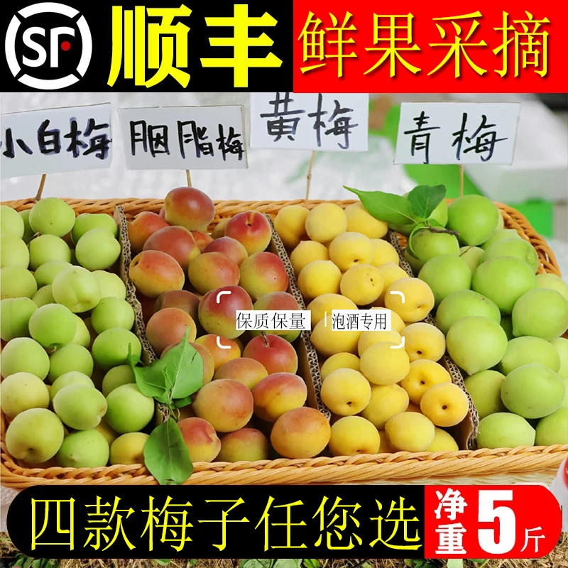 胭脂梅青梅新鲜红心白粉梅泡酒专用青竹梅鲜果现摘白梅酸梅子水果
