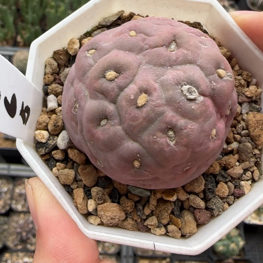 4.3厘米自根无刺习志野多肉