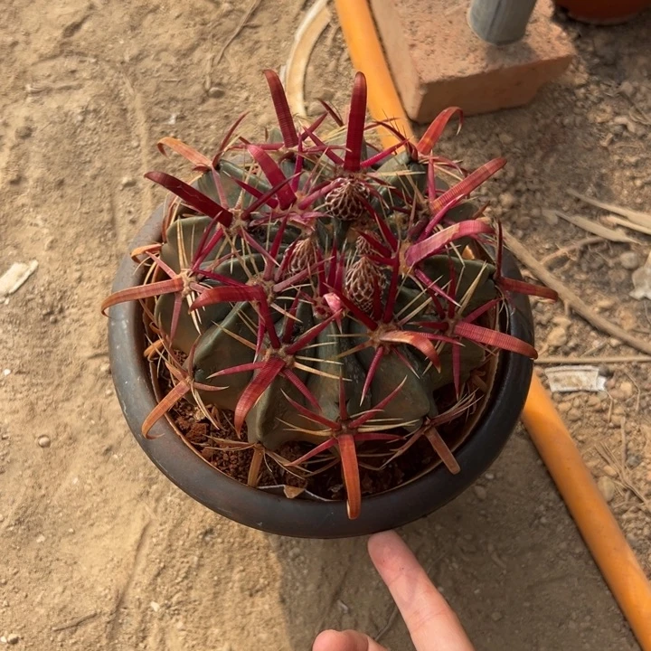 流****吉祥如意是什么神仙画