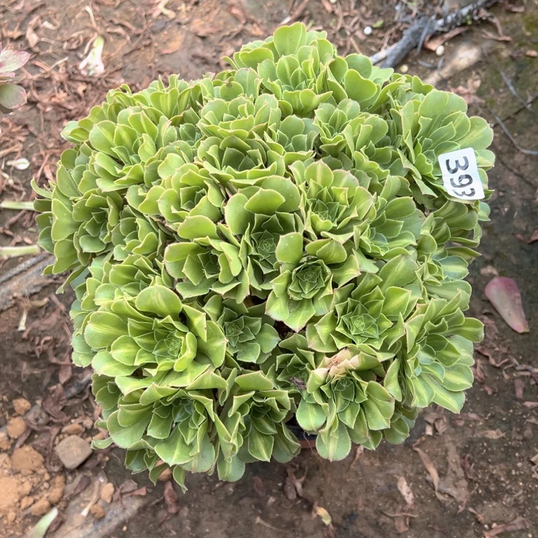 丛林翡翠琉璃朵朵393