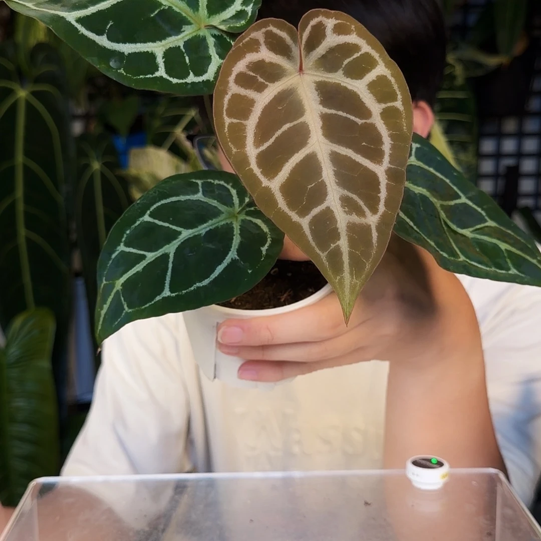 不开花植物B175  巧克力杂小钻石