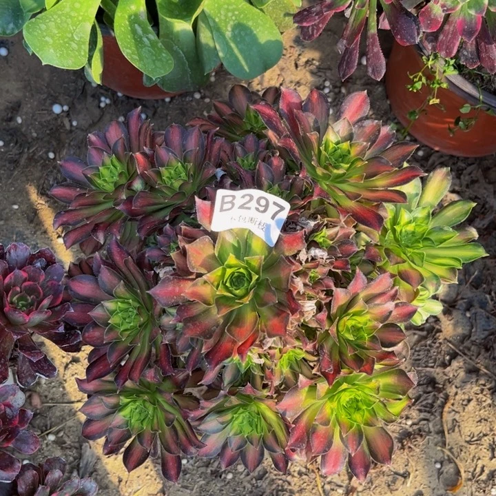 297韶华多肉法师不包断枝