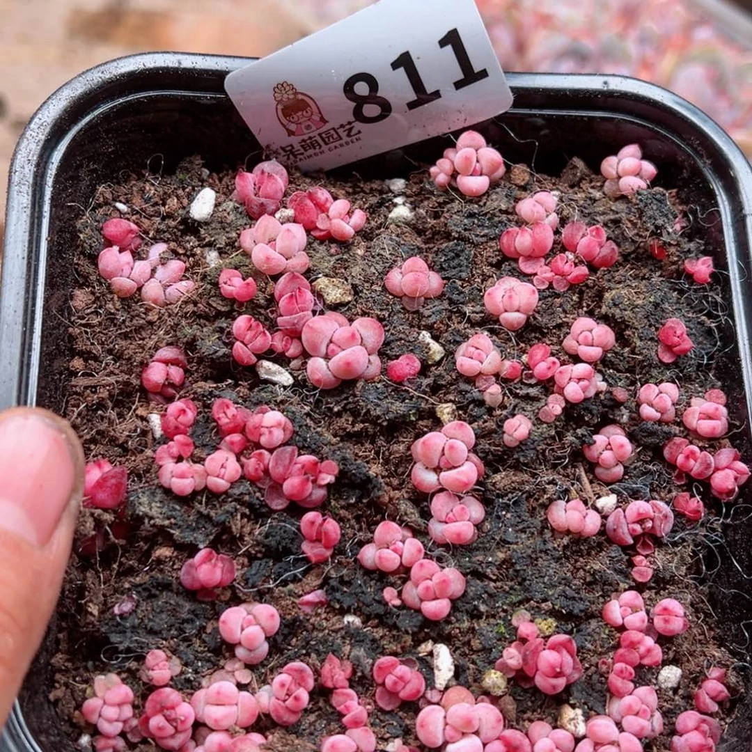 多肉植物多肉植物