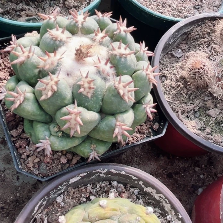 短豪刺象牙落地生根