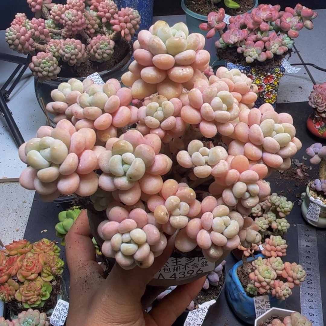 洛可可4396/10cm多肉