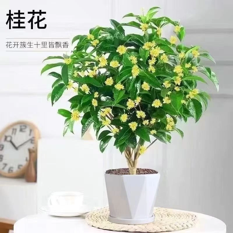 【桂花树苗盆栽】四季桂金桂浓香型花卉四季开花阳台地栽好养绿植