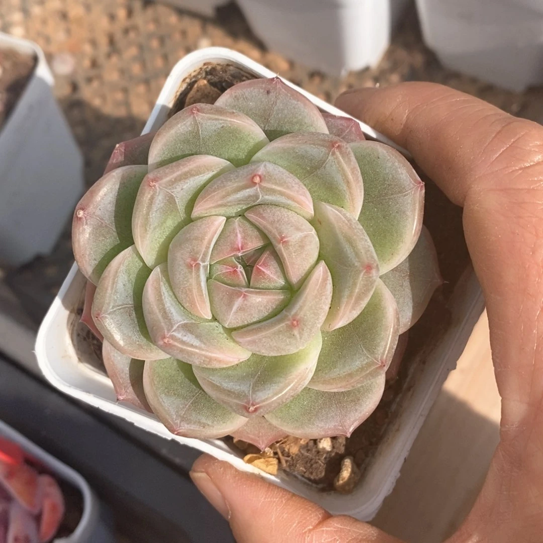 精品多肉一物一拍不包整026