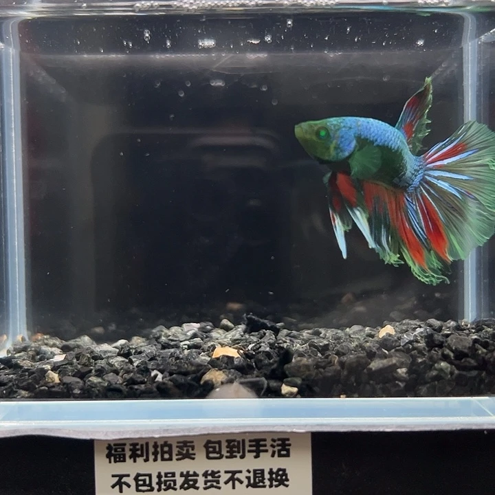 斗鱼竞拍跑单拉黑18日118