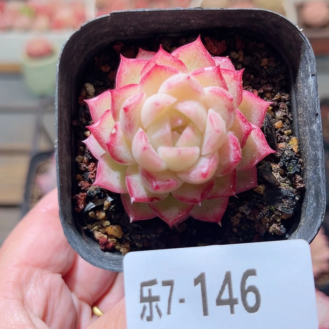 乐7-146 女王单头