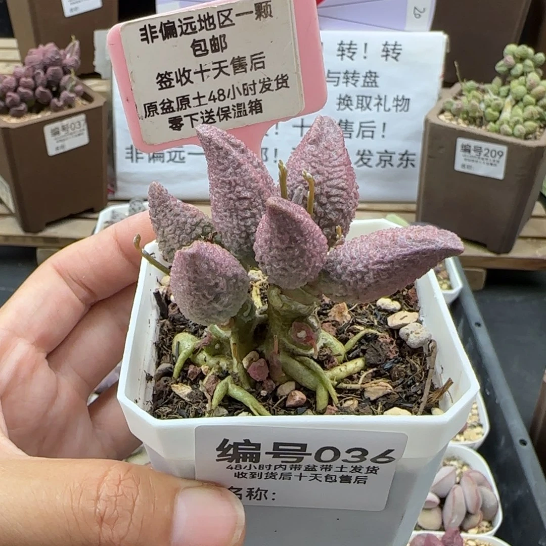 笛**处036红粉哈莫杂多肉