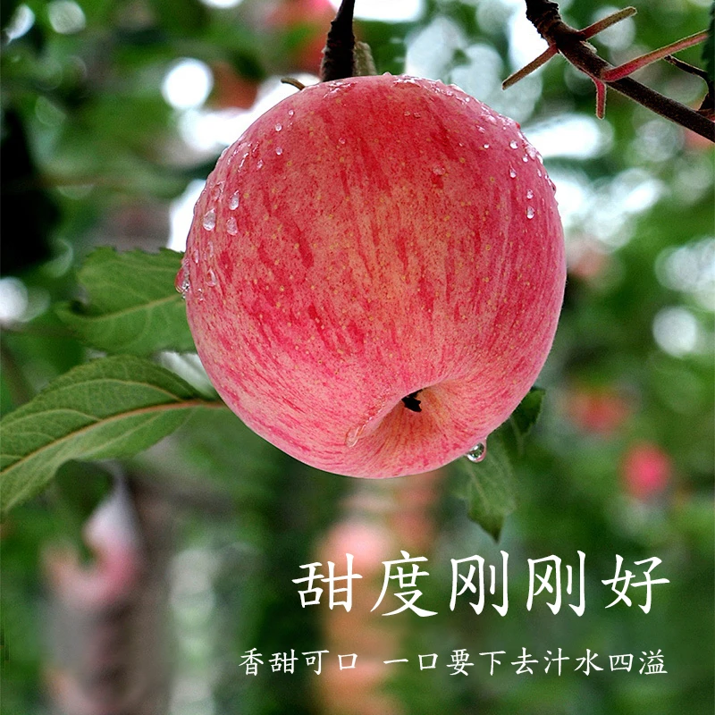 陕西咸阳高山红富士