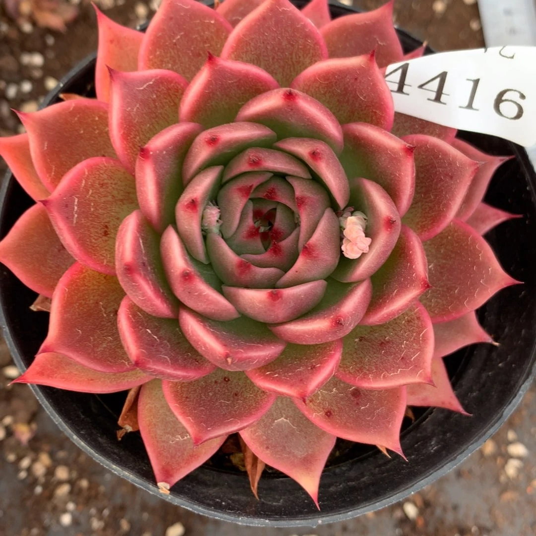 4416杂交多肉植物