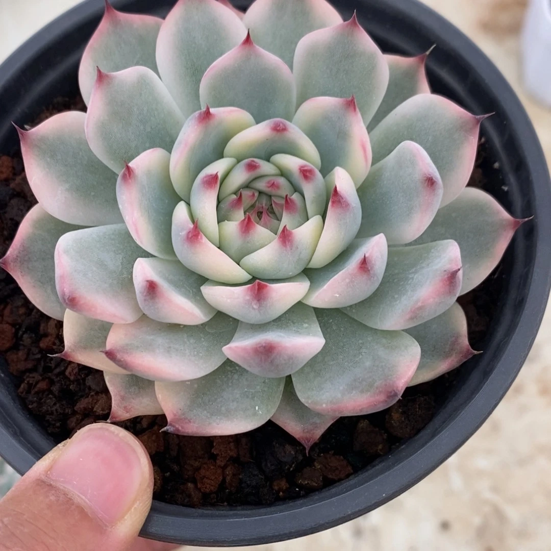 吉娃娃锦多肉植物9870