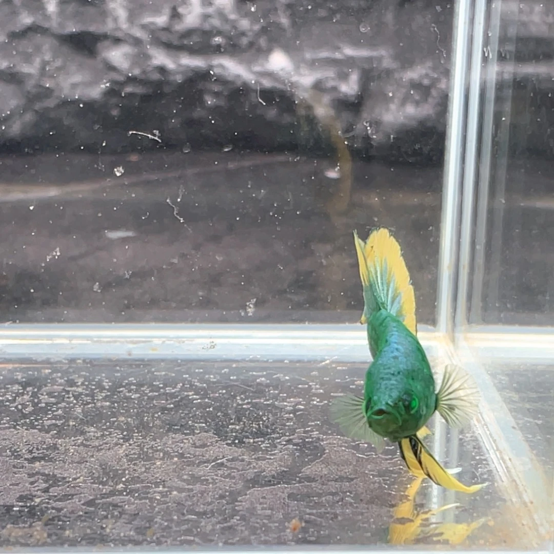 斗鱼绿魔碎星将军公