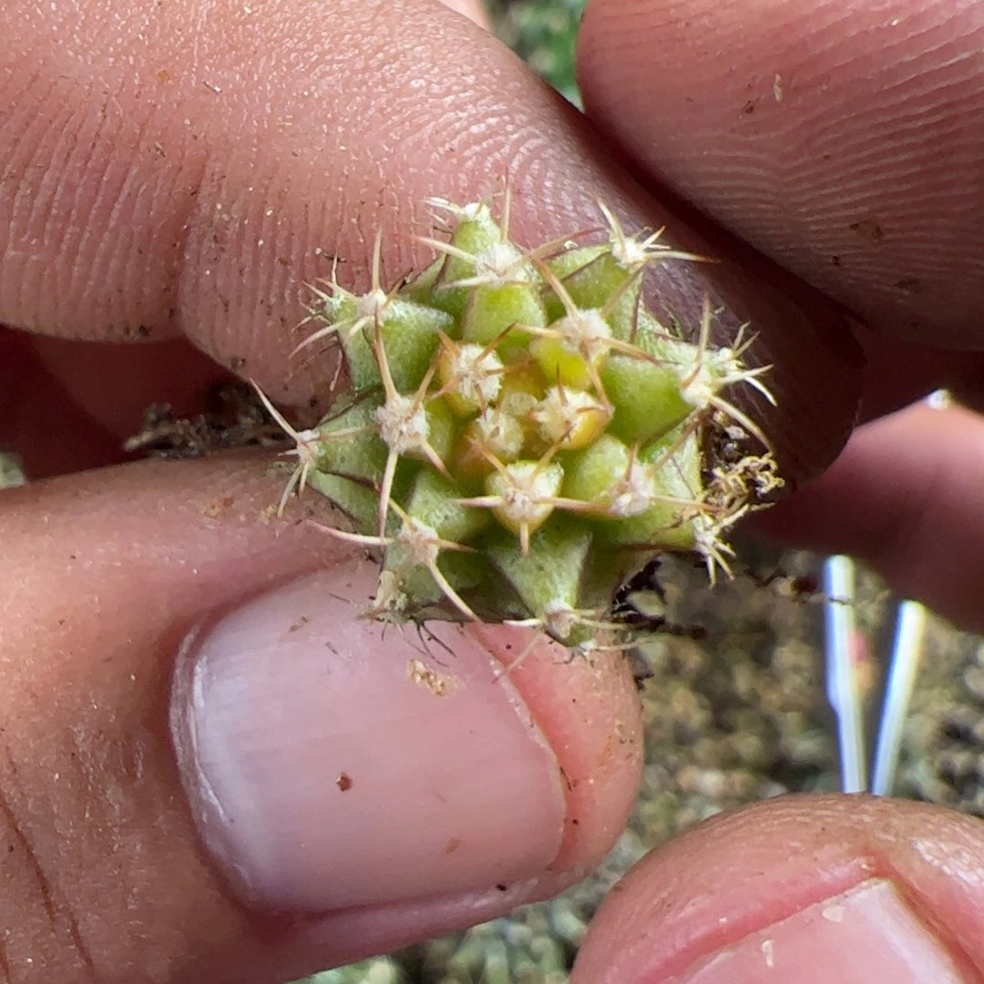 当前无花栽培后可以开花090
