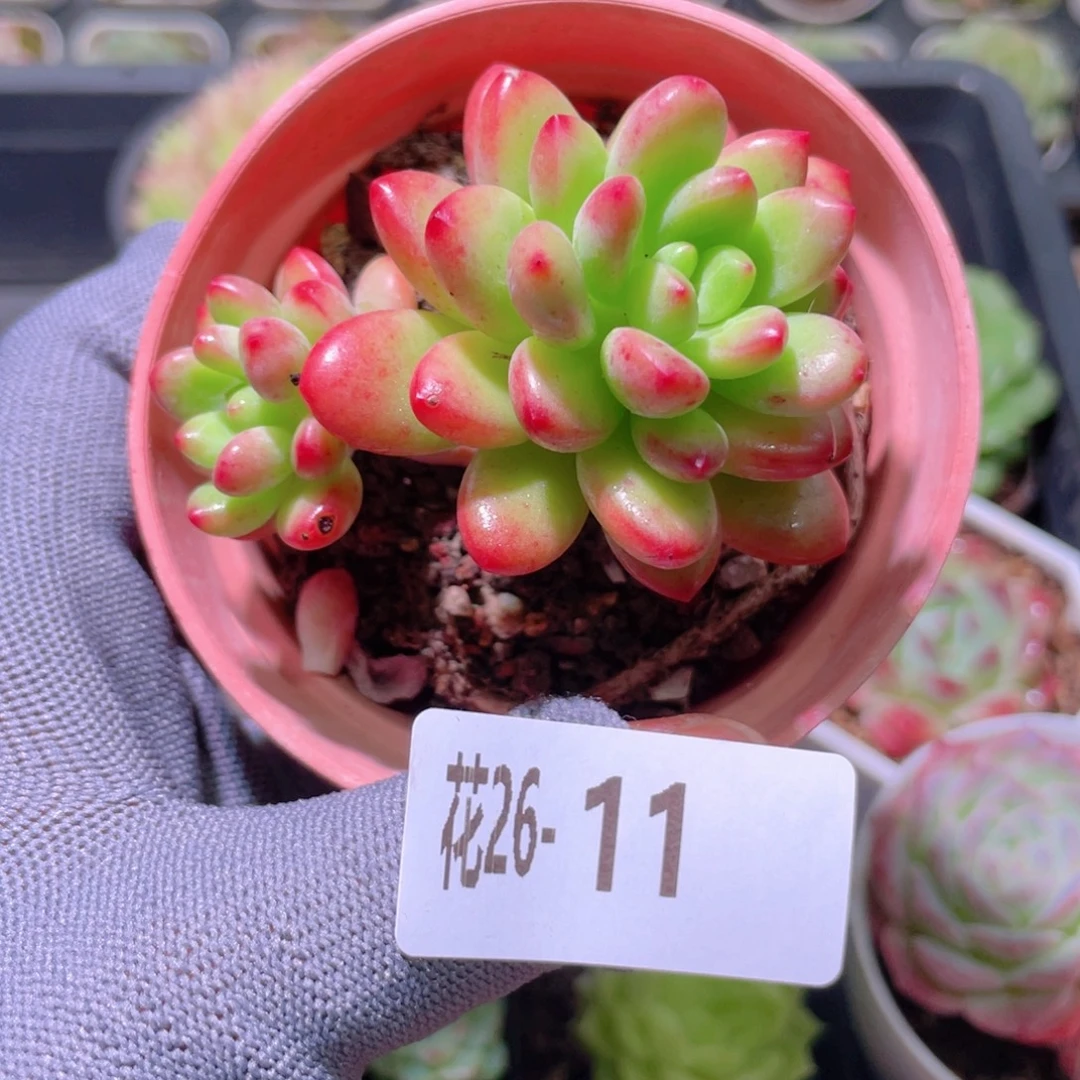 花利美26-11香格里拉