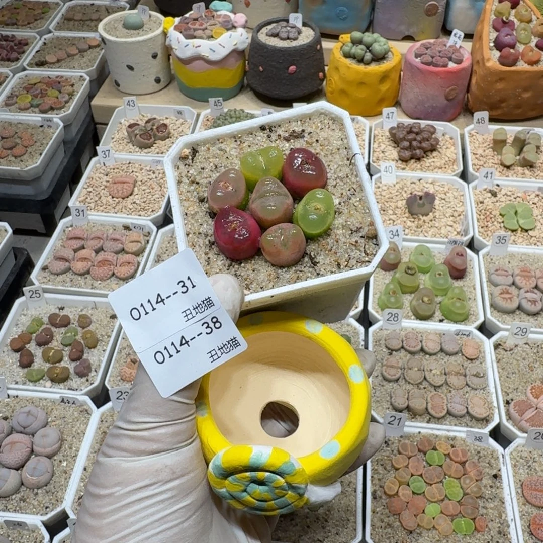 红陶西**风0114-38不不不不