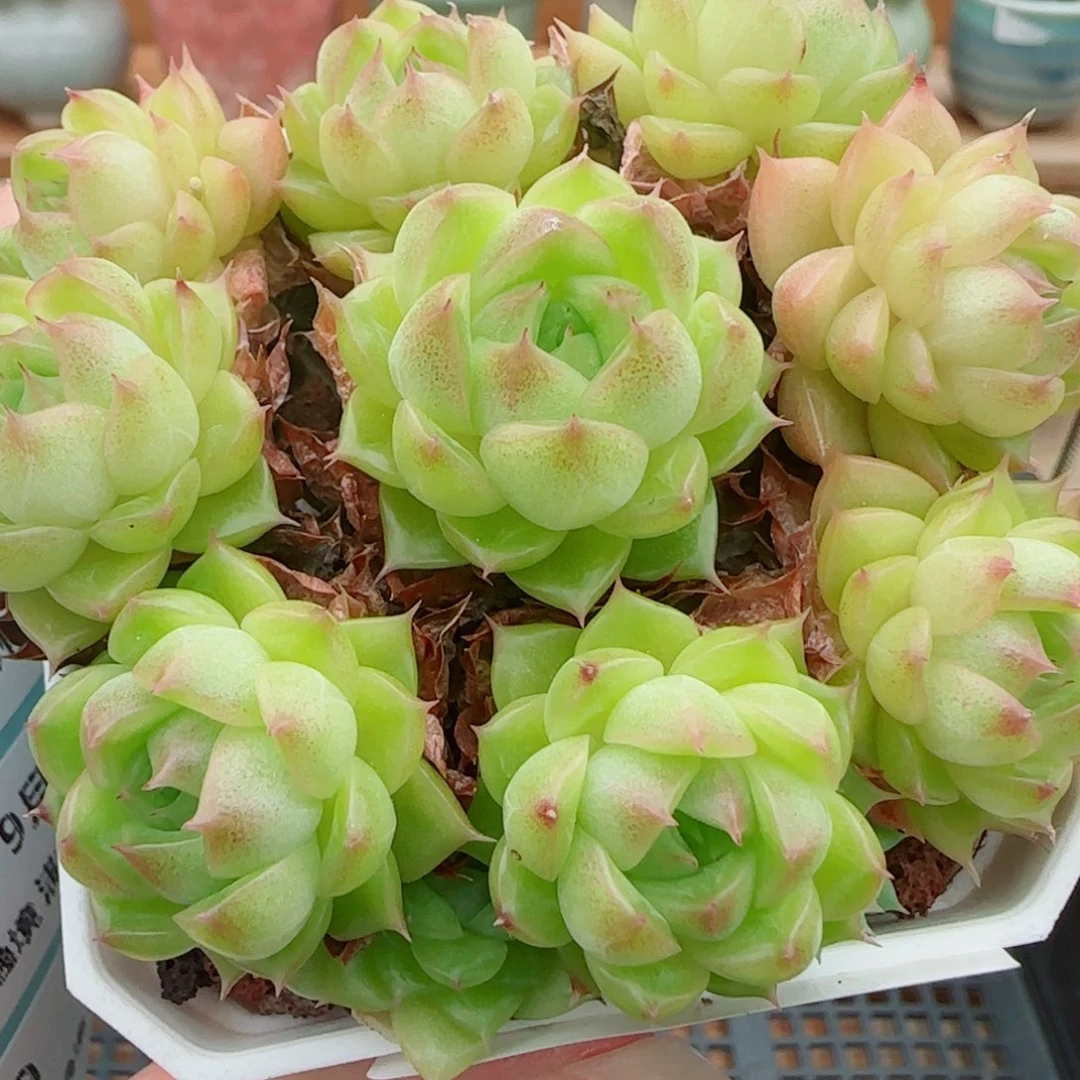 花语逸镜0926-74整