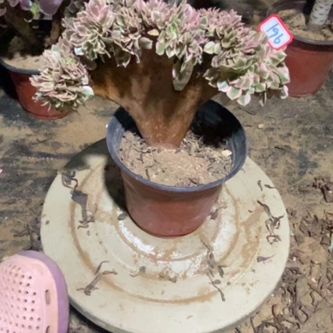 粉女巫缀一物一拍