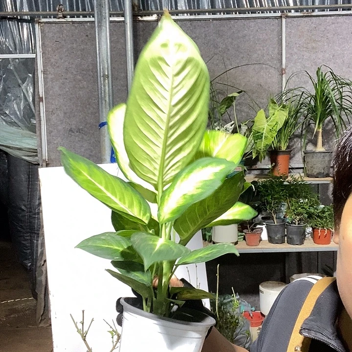 完全开放万年青9.9的