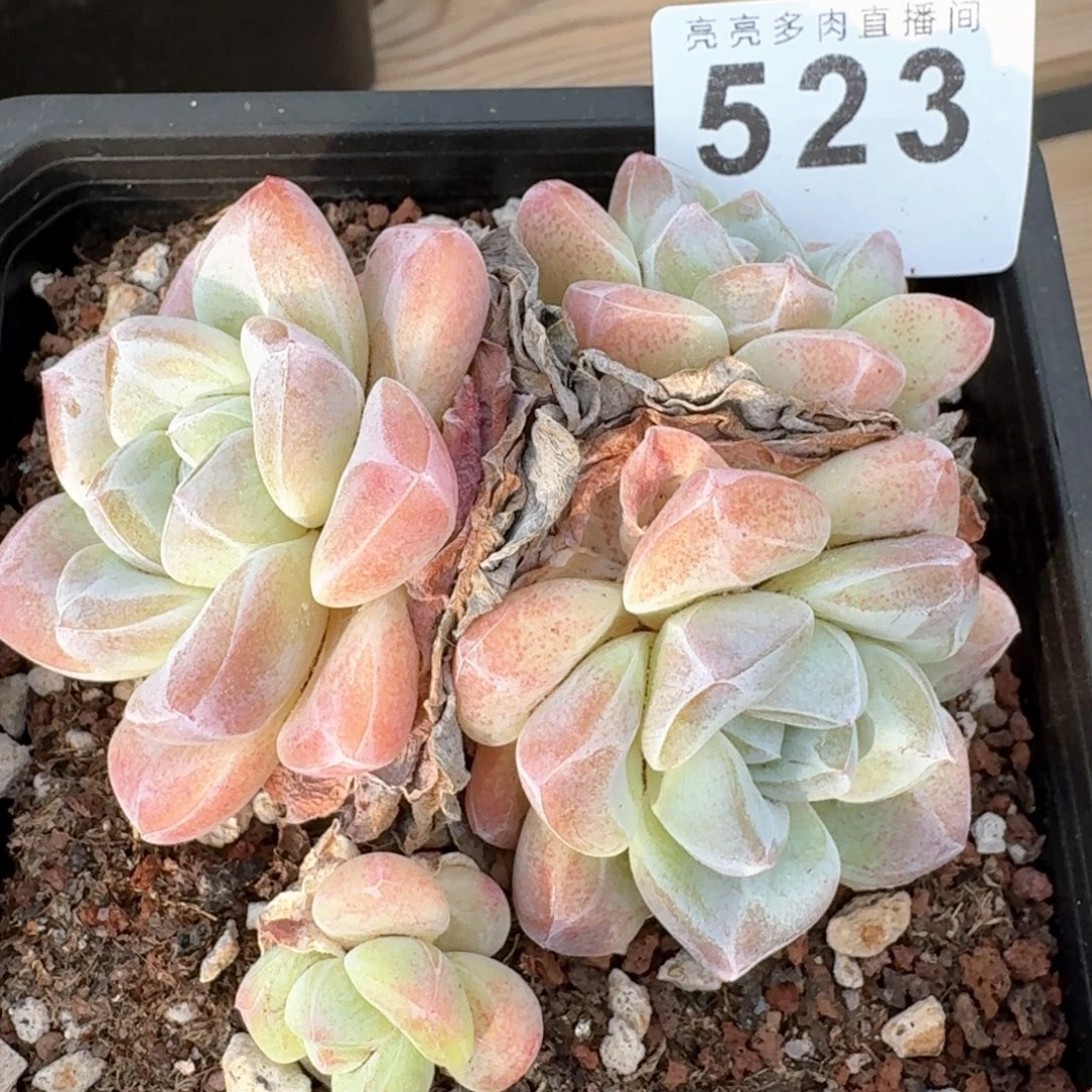 冰玉长腿            多肉植物