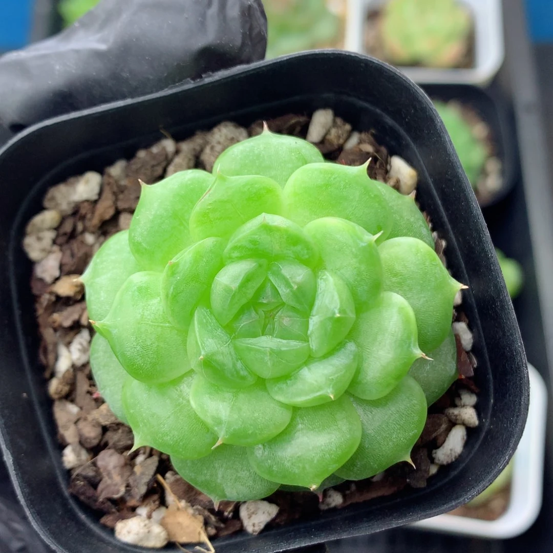 58包邮  群生不包整58