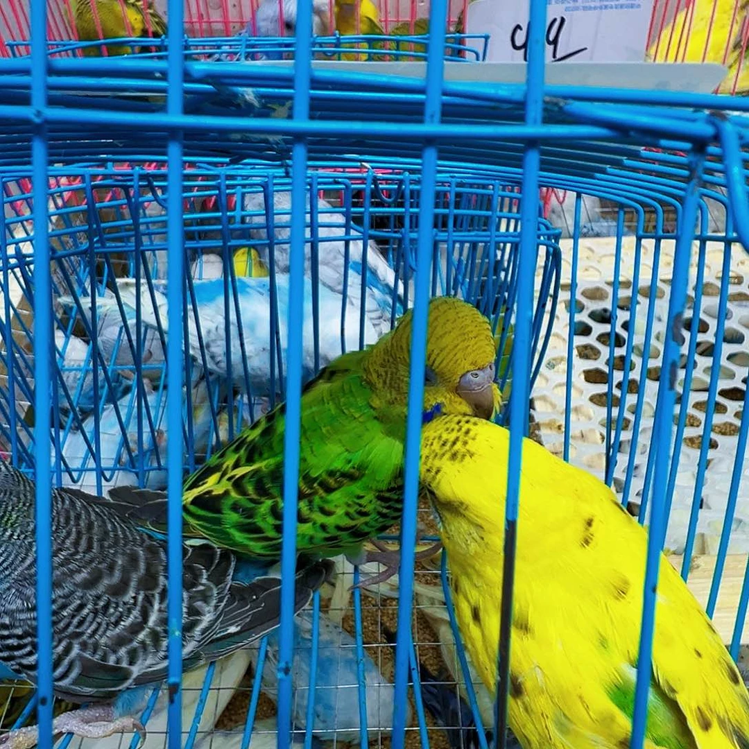 飘***落虎皮鹦鹉黄色一只