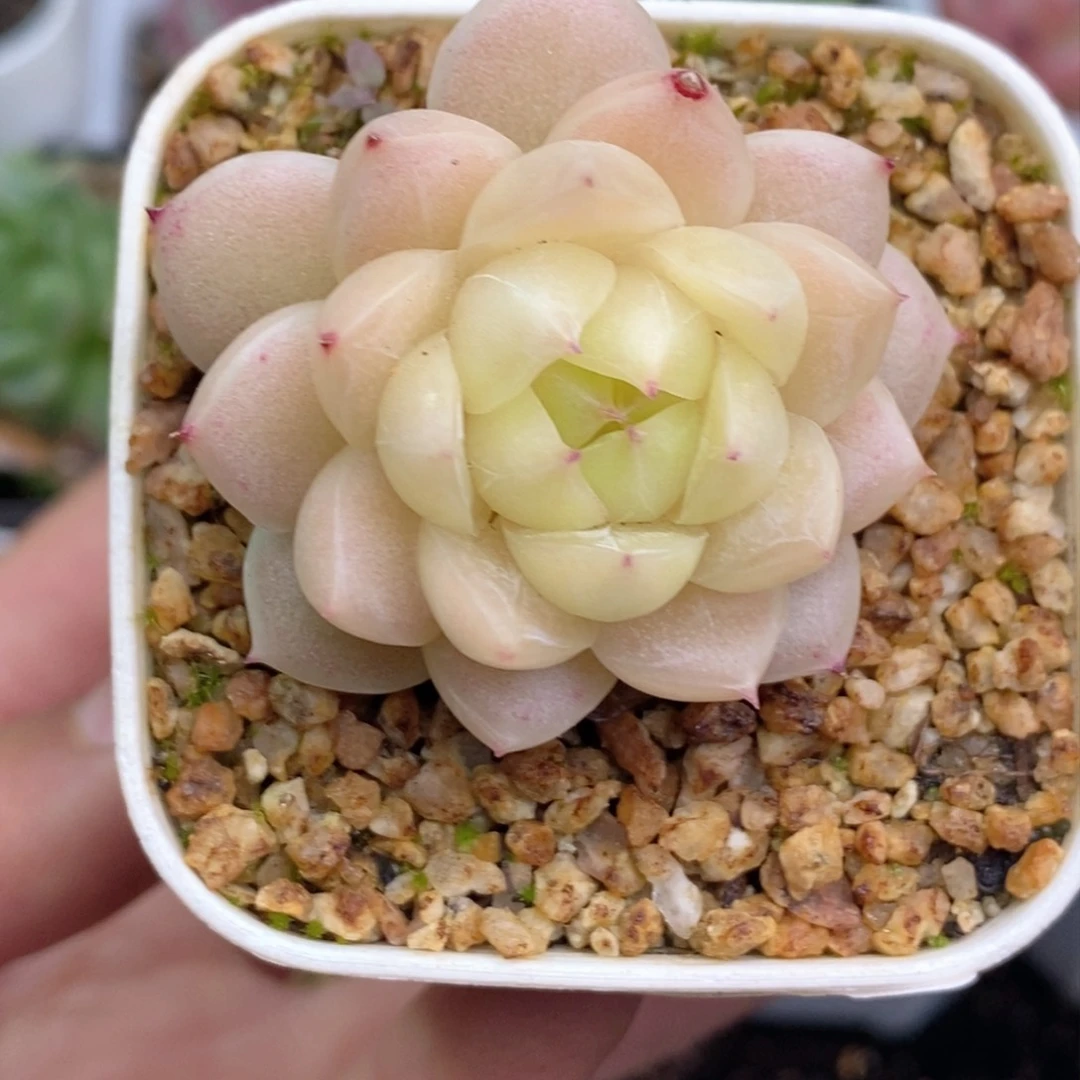 有*w028 新疆西藏内蒙不发其他12.8包邮