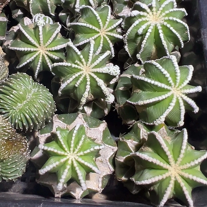 Y***U辛顿花笼一颗仙人球